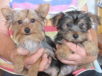 Yorkshire Terrier puppies in Carlow